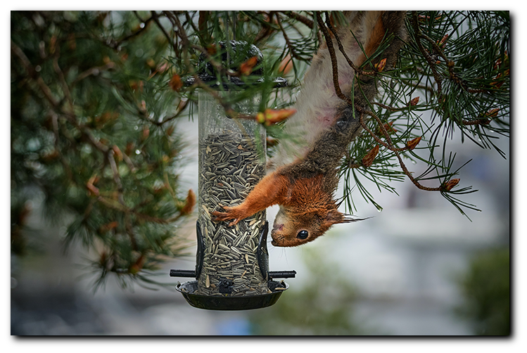 Squirrel Proof Feeders